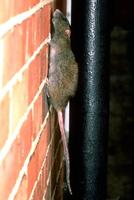 Image of: Rattus norvegicus (brown rat)