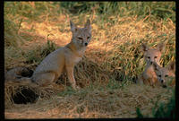 Image of: Vulpes macrotis (kit fox)