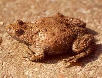 Bombina variegata - Yellow-Bellied Toad