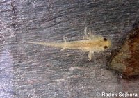 Ommatotriton ophryticus