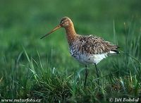 Limosa limosa - Black-tailed Godwit