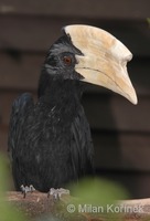 Anthracoceros malayanus - Black Hornbill