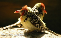Trachyphonus erythrocephalus - Red-and-yellow Barbet