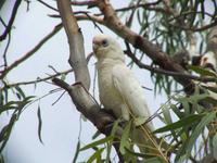 Cacatua sanguinea - Little Corella