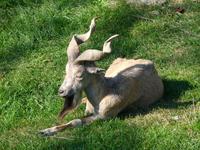 Capra falconeri - Markhor