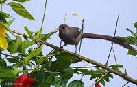 Image of: Heterophasia picaoides (long-tailed sibia)