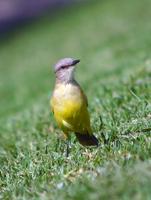 Image of: Machetornis rixosa (cattle tyrant)