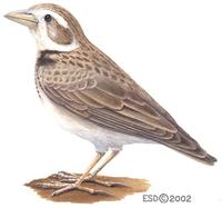 Image of: Melanocorypha calandra (Calandra lark)