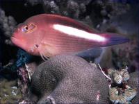 Image of: Paracirrhites arcatus (whitelined hawkfish)