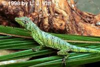 Image of: Anolis transversalis