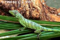 Image of: Anolis transversalis