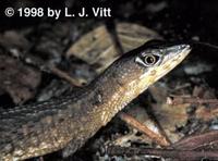 Image of: Neusticurus bicarinatus