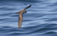 Least Storm-petrel - Oceanodroma microsoma