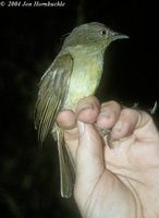 Sulphur-bellied Bulbul - Ixos palawanensis