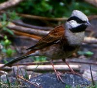 White-capped Bunting - Emberiza stewarti