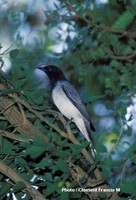 Black-headed Cuckooshrike - Coracina melanoptera