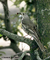 Mistle Thrush - Turdus viscivorus