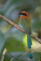 Broad-billed Motmot (Electron platyrhynchum) photo