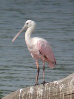 Roseate Spoonbill - Platalea ajaja