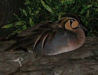 Baikal Teal - Anas formosa