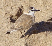 White-fronted Plover - Charadrius marginatus