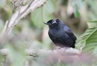 Black Flower-Piercer (Diglossa humeralis) photo