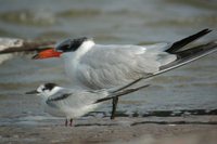 Common Tern - Sterna hirundo