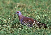 Speckled Pigeon - Columba guinea