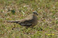 Picui Ground-Dove - Columbina picui