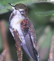 Snowcap - Microchera albocoronata