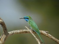 Green Bee-eater - Merops orientalis