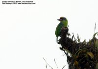 Golden-throated Barbet - Megalaima franklinii