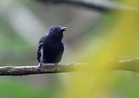 White-flanked Antwren - Myrmotherula axillaris