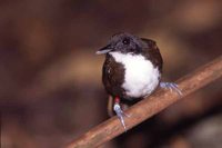 Bicolored Antbird - Gymnopithys leucaspis