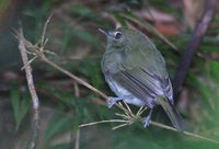 Drab-breasted Bamboo-Tyrant - Hemitriccus diops