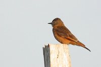 Cliff Flycatcher - Hirundinea ferruginea