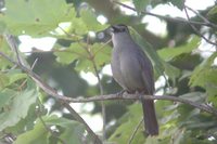 Gray Catbird - Dumetella carolinensis