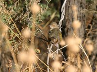 Green-backed Camaroptera - Camaroptera brachyura