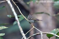 Arctic Warbler - Phylloscopus borealis