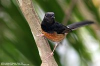 White-rumped Shama - Copsychus malabaricus