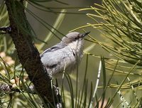 Pygmy Nuthatch - Sitta pygmaea