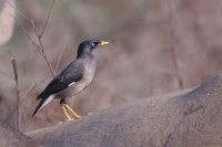 Jungle Myna - Acridotheres fuscus