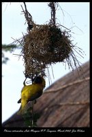 Lesser Masked-Weaver - Ploceus intermedius