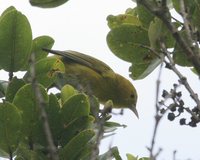 Anianiau - Hemignathus parvus