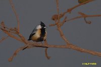 Coal-crested Finch - Charitospiza eucosma