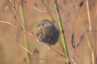 Lincoln's Sparrow - Melospiza lincolnii