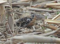 Smith's Longspur - Calcarius pictus