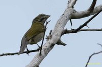 Lesser Antillean Saltator - Saltator albicollis