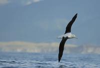 Northern Royal Albatross