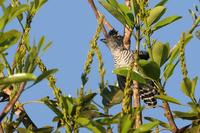 Barred  antshrike